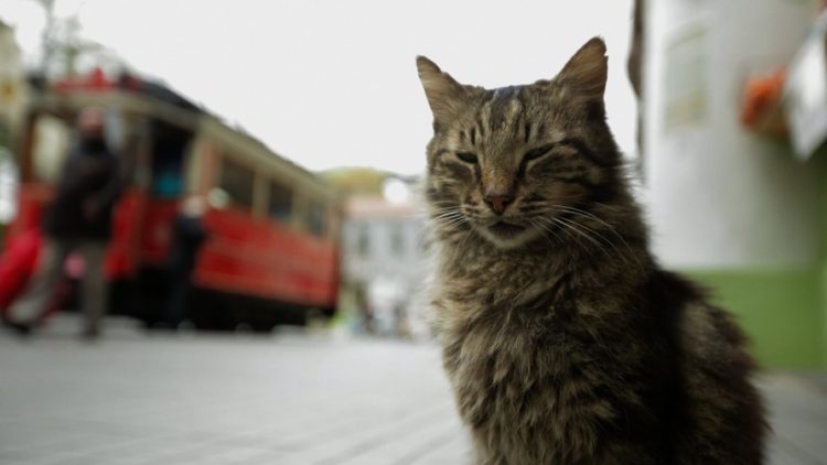 Kedi - sekretne życie kotów